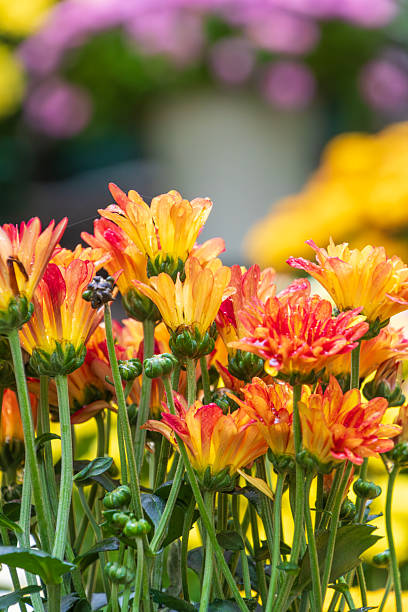 istock Vibrant Orange and Yellow Chrysanthemums 2245323883