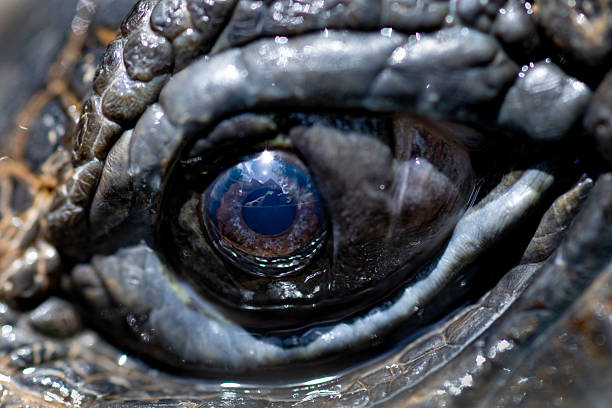 istock Intense Macro View of a Giant Tortoise Eye 2245324869