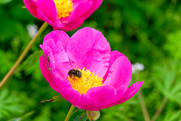A close-up shot of a bee pollinating the yellow center of a vibrant pink peony flower, with a small spider resting on one of the petals.