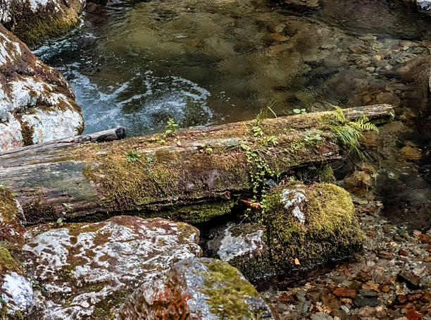 istock Image from Cheile Butii gorge, Hunedoara,  Romania 2245328037