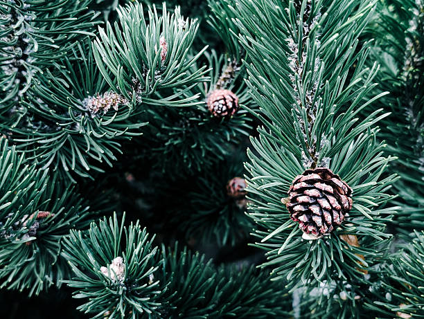 istock dark green pine tree branches with cones texture background close up 2245328505