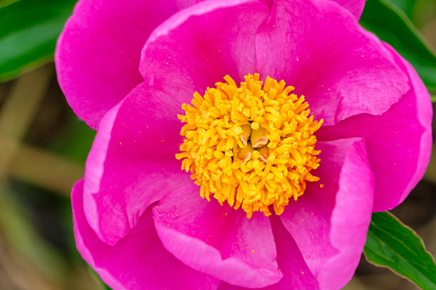 A vibrant macro shot focusing on the dense cluster of yellow stamens at the center of a bright pink peony flower.