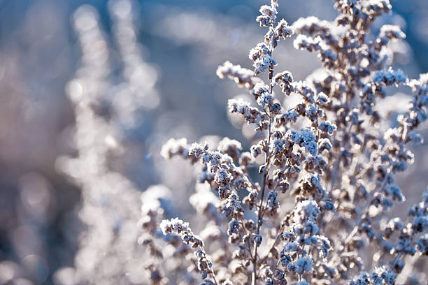 Frozen dry plants covered by white crystals of rime ice on a defocused wild flower meadow background with beautiful bokeh light. Space for copy.