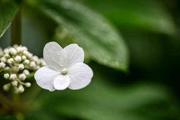 A DSLR photo of Hydrangea (Hydrangea paniculata) white flowers. Green defocused garden background. Space for copy.