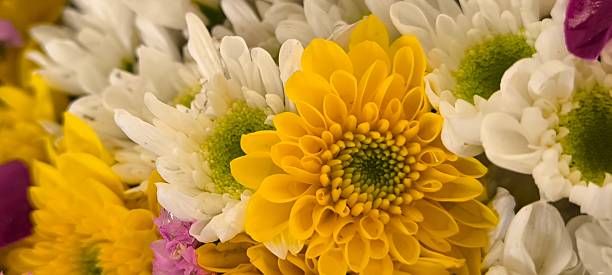 istock Multicolored flowers for the background 2245328816