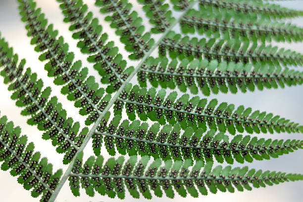 Detailed close up of a delicate green fern leaf with soft blurred forest background
