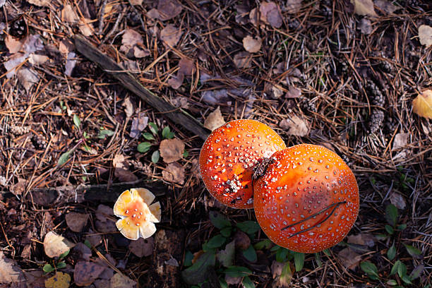 Amanita muscaria or fly agaring growing wild in the Ukrainian forest