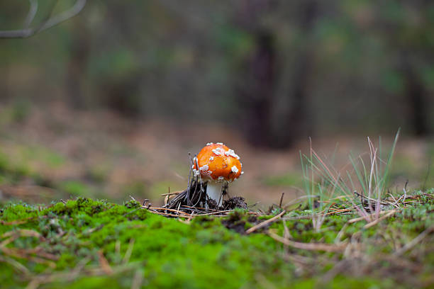 Single Amanita Muscaria Mushroom Growing in Mossy Forest Under Cloudy Natural Daylight