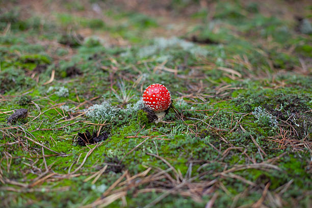 Single Amanita Muscaria Mushroom Growing in Mossy Forest Under Cloudy Natural Daylight
