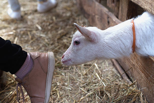 istock Curious young goat approaching its head to human leg 2245332793