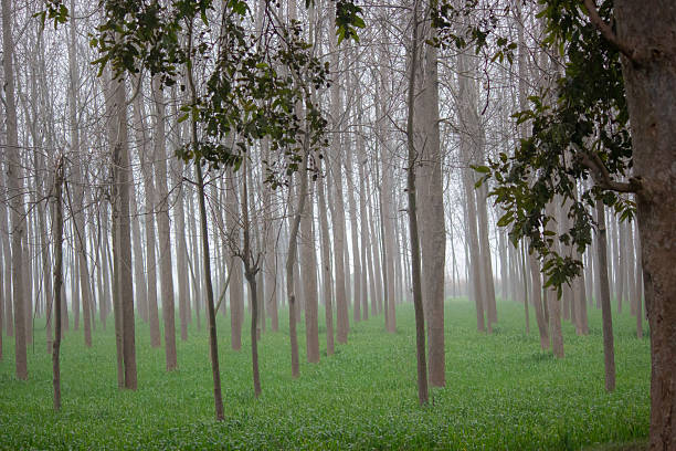 Nature Filling up the gaps. All the birds flowers and trees are some of the most beautiful subjects to fill up the gaps in any frame.