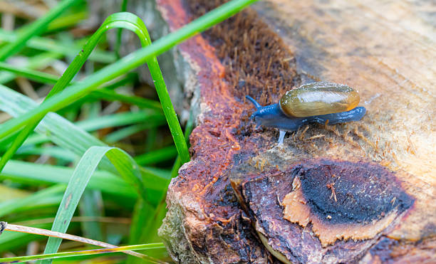 Oxychilus draparnaudi is large for a glass snail, also called the dark-bodied glass snail with a shell of about 14 mm (0.55 in) in maximum dimension