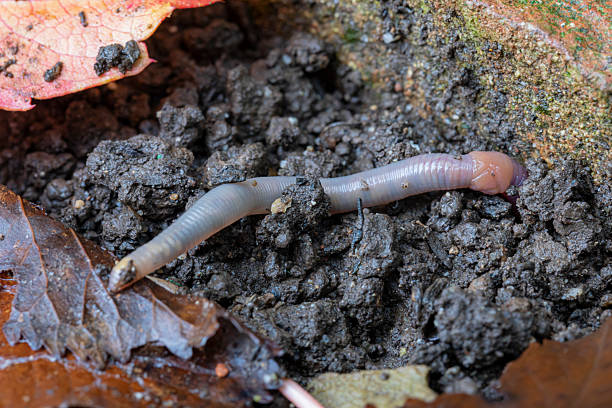 Lumbricus terrestris is a large, reddish worm species thought to be native to Western Europe