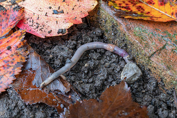 Lumbricus terrestris is a large, reddish worm species thought to be native to Western Europe