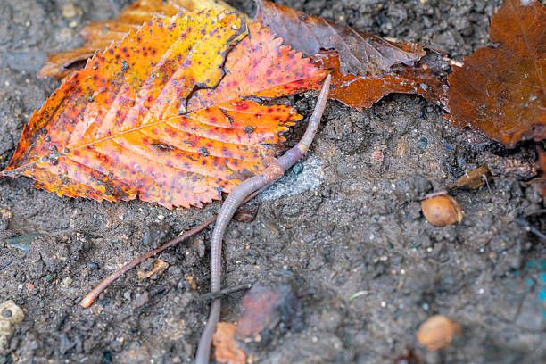 Lumbricus terrestris is a large, reddish worm species thought to be native to Western Europe