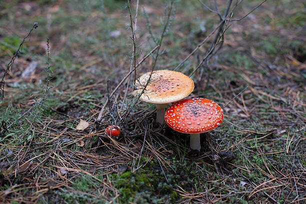 Poisonous toadstool amanita muscaria mushroom on forest soil in fall stock photo, Ukraine