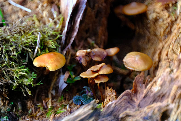 istock Autumn in the Thuringian Forest 2245333320