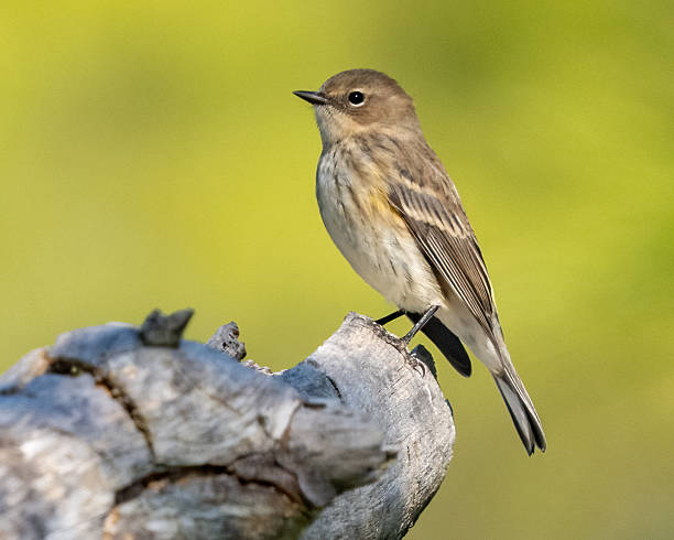 istock Yellow rumped Warbler bird on a branch 2245333405