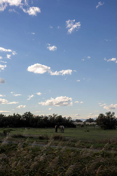 Vertical landscape with horses in the Pyrénées Orientales