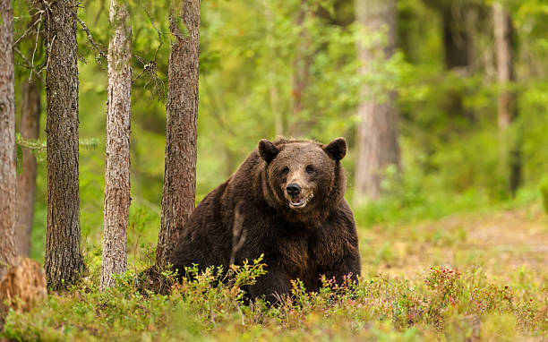 istock Eurasian brown bear sitting in a quiet boreal forest 2245334172