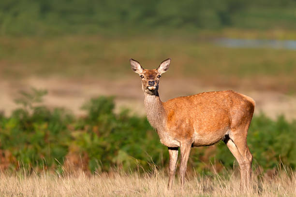 Close-up of a red deer hind standing in autumn meadow, UK