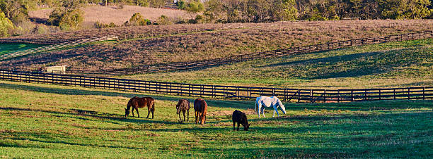 istock Horses and a cow grazing in a field. 2245336662