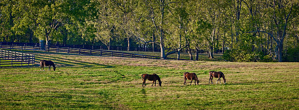 istock Group of thoroughbred horses grazing in a field. 2245336733