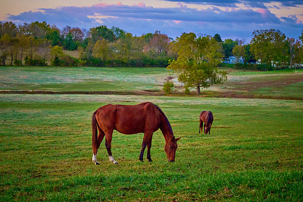 istock Two thoroughbred horse grazing in the early morning. 2245336738