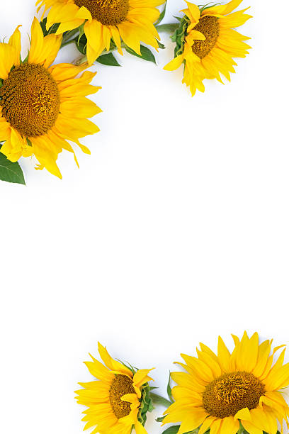 istock Three yellow sunflower flowers on white background with copy space, top view flat lay 2245337898
