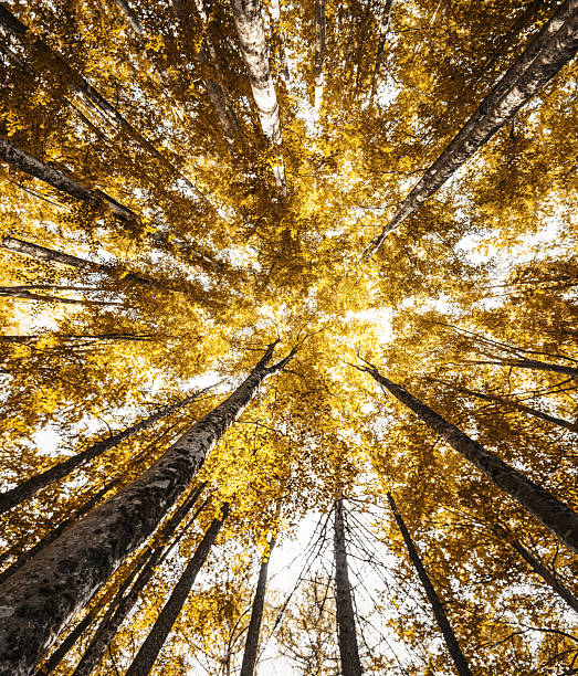 autumnal forest
