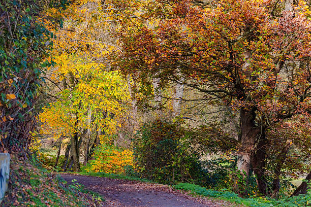 istock Fall trees landscape in vibrant colors 2245340343