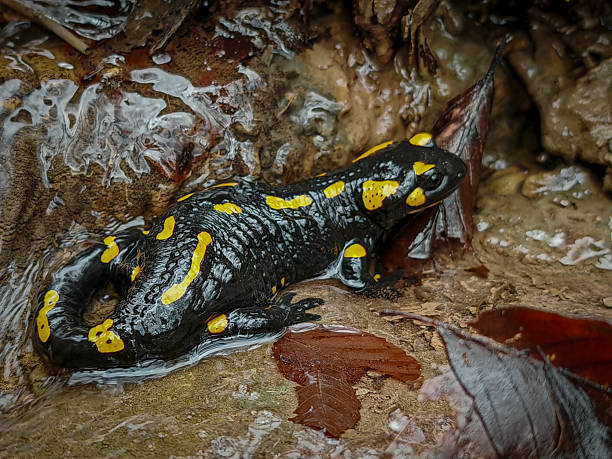 istock Fire Salamander Resting in a Shallow Forest Stream 2245340759