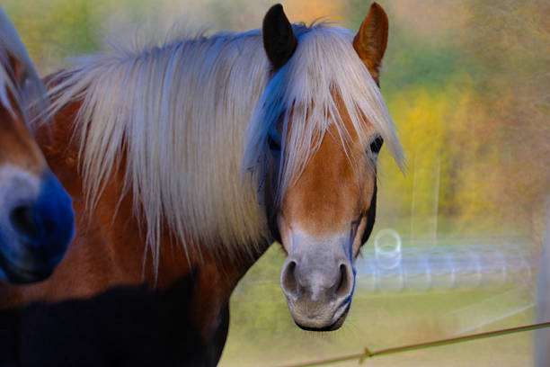 Haflinger horses in the Thuringian Forest
