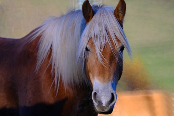 Haflinger horses in the Thuringian Forest