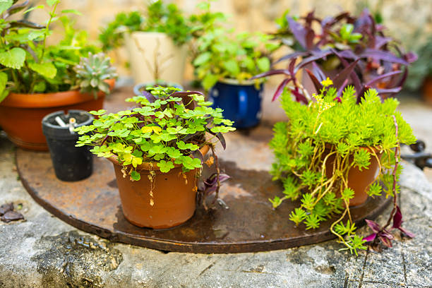 Close-up of assorted potted plants on a stone surface. Mediterranean courtyard greenery, casual garden arrangement, and rustic lifestyle detail