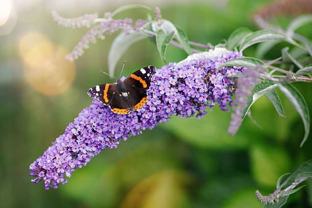 istock Buddleia Nanho Blue flower spike with butterfly in summer. 2245341641
