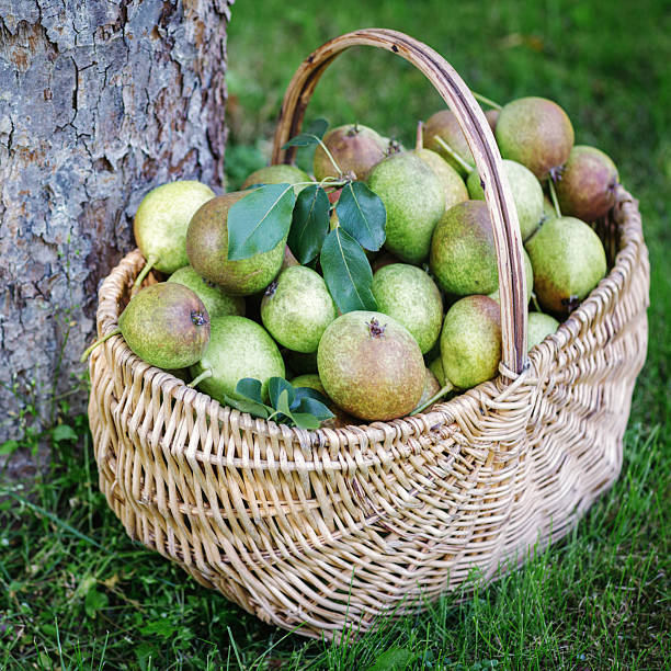 Basket full of ripe large green pears placed under the pear tree in an orchard. Square photo.