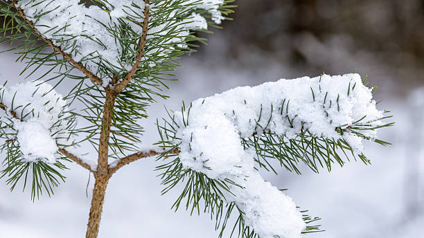 A young, small, snowy pine tree in the winter forest.