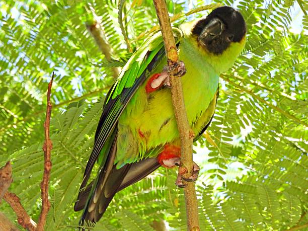 istock Nanday Parakeet (Aratinga nenday) - perched in a Royal Poinciana tree 2245345123