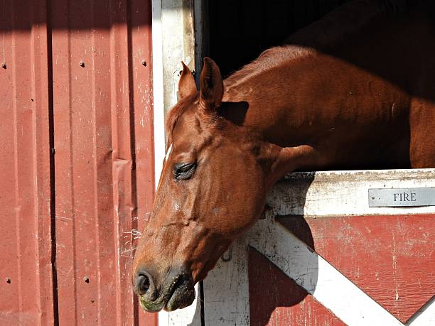 Horse - profile