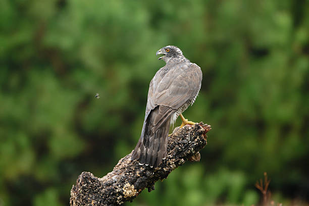 istock Goshawk with its prey brought to the perch 2245346035