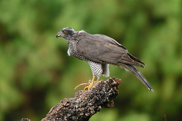 istock Goshawk with its prey brought to the perch 2245346281
