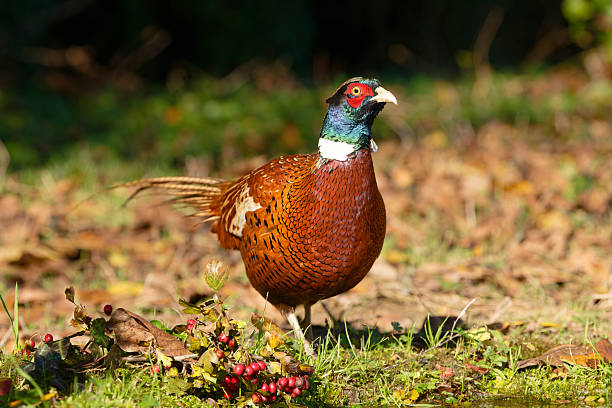 istock male pehasant in the countryside 2245346287