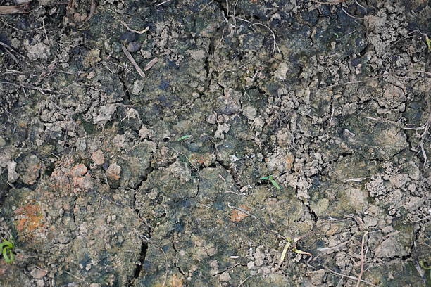 Macro detail of parched, cracked earth supporting sparse resilient vegetation