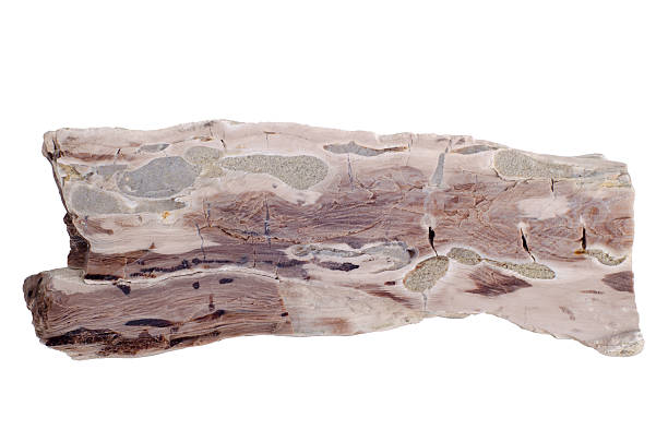istock Chip petrified tree with annual rings. Isolated on white 2245346425