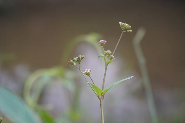 Delicate pink flowers with fresh green buds on tender plant stems