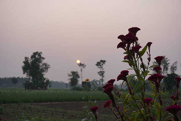 Red Cockscomb Flowers in Rural Sunset Landscape