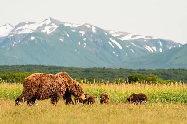 istock Katmai Family 2245347064