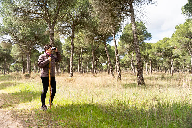 istock Woman birdwatching in pine forest outdoors with binoculars 2245349523