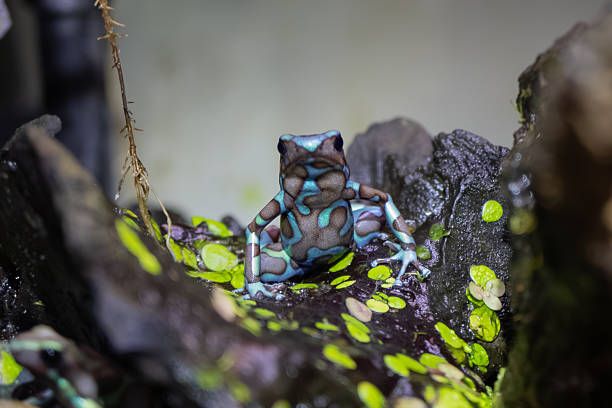 The blue tree snail, the blue tree snail, the azure tree squirrel, the blue tree snail (Dendrobates tinctorius) is a species of insectivorous tailless amphibian from the family Dendrobatidae.